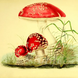 MB03 Impresión de póster con gráfico botánico de setas vintage