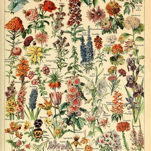 Vintage Blumen Botanischer Poster Druck