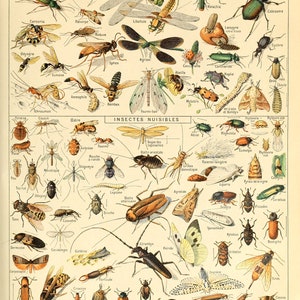 IC02 Insetos Ilustração Gráfico Botânico Cartaz Impressão