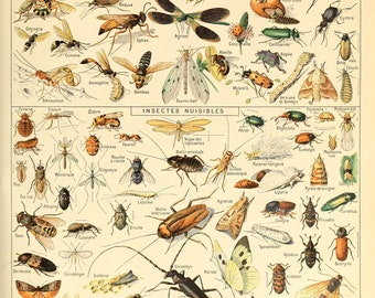 02 Insects Illustration Botanical Chart Poster Print