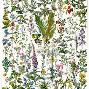 Stampa poster vintage di piante medicinali