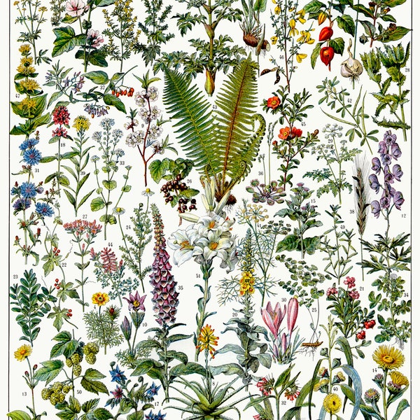 Vintage Medicinal Plants Poster Print