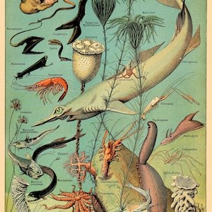 Vintage Sea Life Poster Print