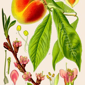 Vintage Peach Tree Botanical Poster Print