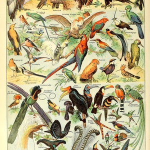 Stampa poster con grafico botanico di uccelli vintage