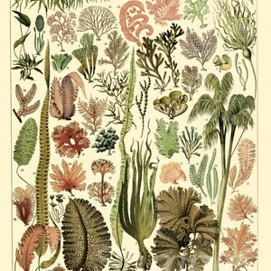 Impresión del cartel de las plantas de algas del vintage