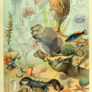 SL03 Vintage Sea Life Poster Print