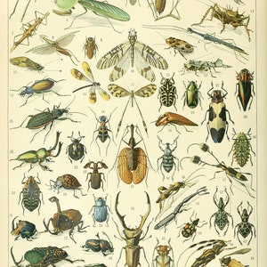 Impresión de póster de gráfico de ilustración de insectos