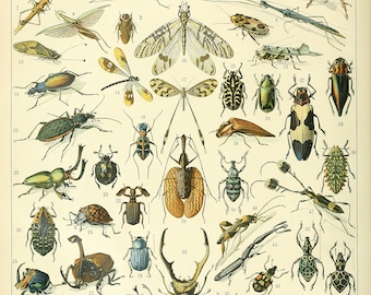Insects Illustration Chart Poster Print