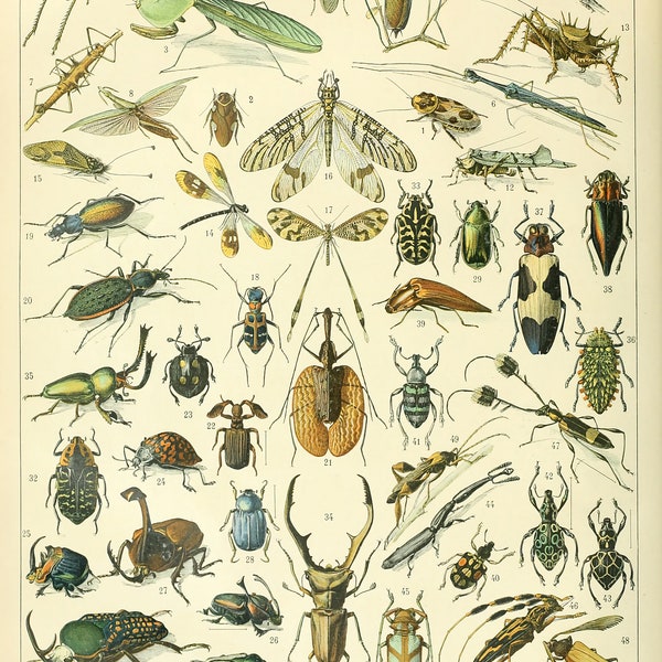 Insects Illustration Chart Poster Print