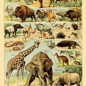 Impressão de pôster vintage de gráfico de animais AC02
