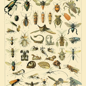 IC03 Insetos Ilustração Gráfico Botânico Cartaz Impressão