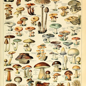 Cartaz de gráfico botânico de cogumelos vintage