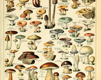 Vintage Mushrooms Botanical Chart Poster Print
