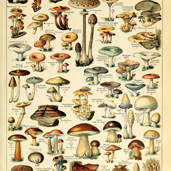 Vintage Mushrooms Botanical Chart Poster Print