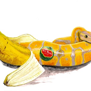 Banana Ball Python