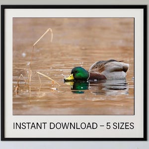 Mallard Duck Dabbling Photo: Waterfowl Print, Cabin Decor (Digital Download)