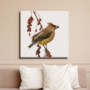 Waxwing Bird Photo Print: High-Resolution Digital Download
