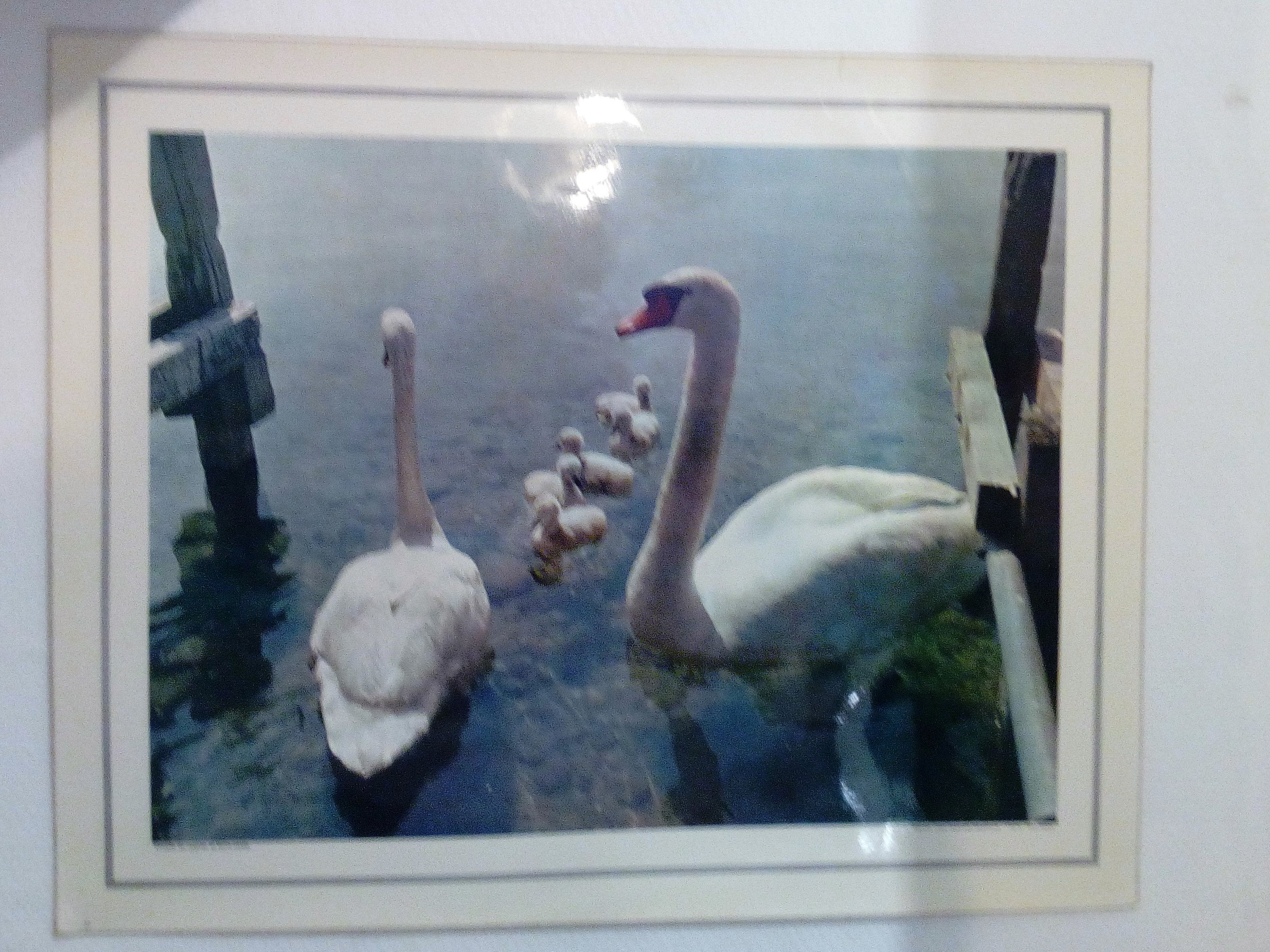 Affiche Scolaire Couple de Cygnes et Leur Petits Années 60