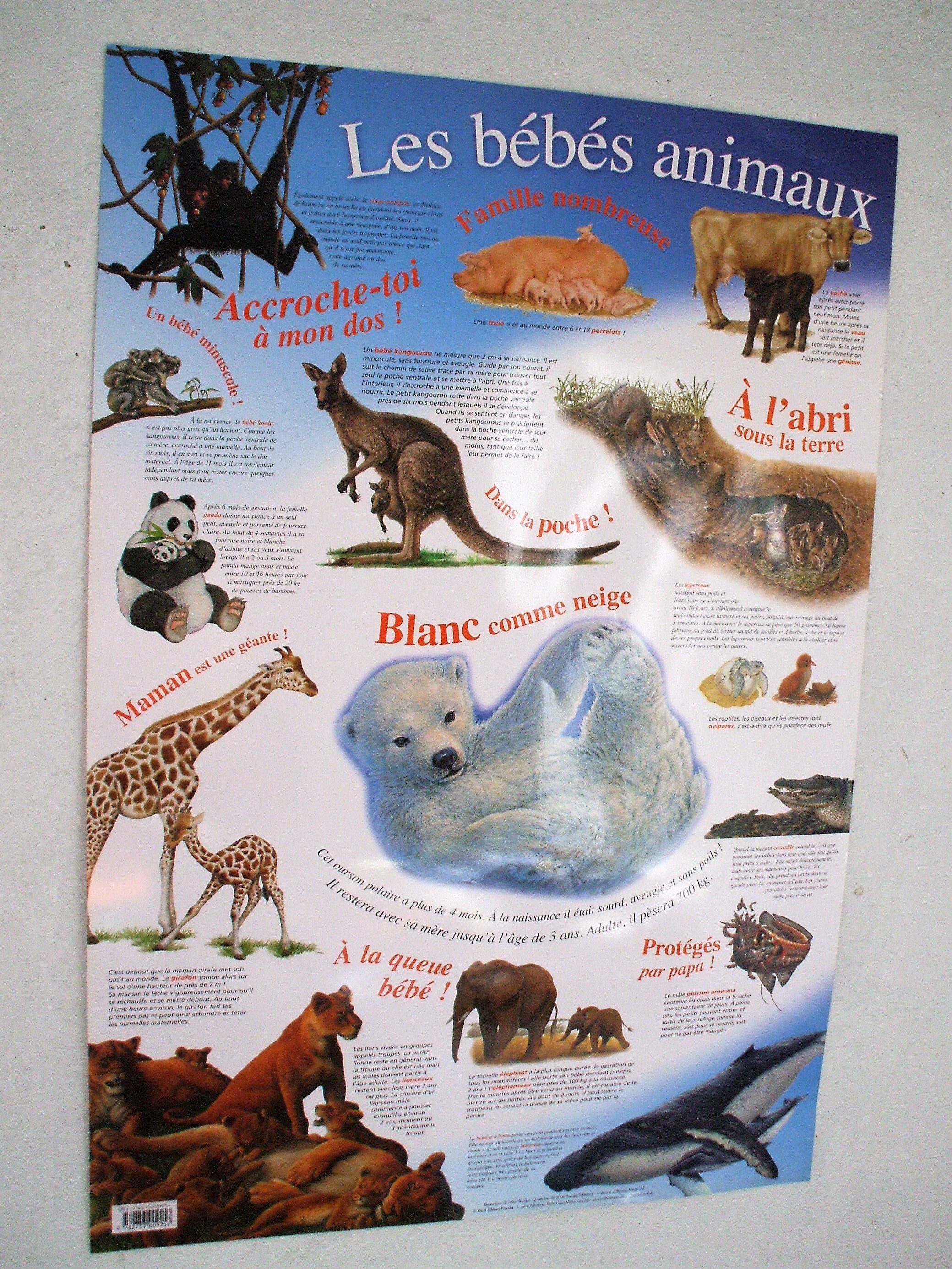 Displays The Baby Animals Etsy