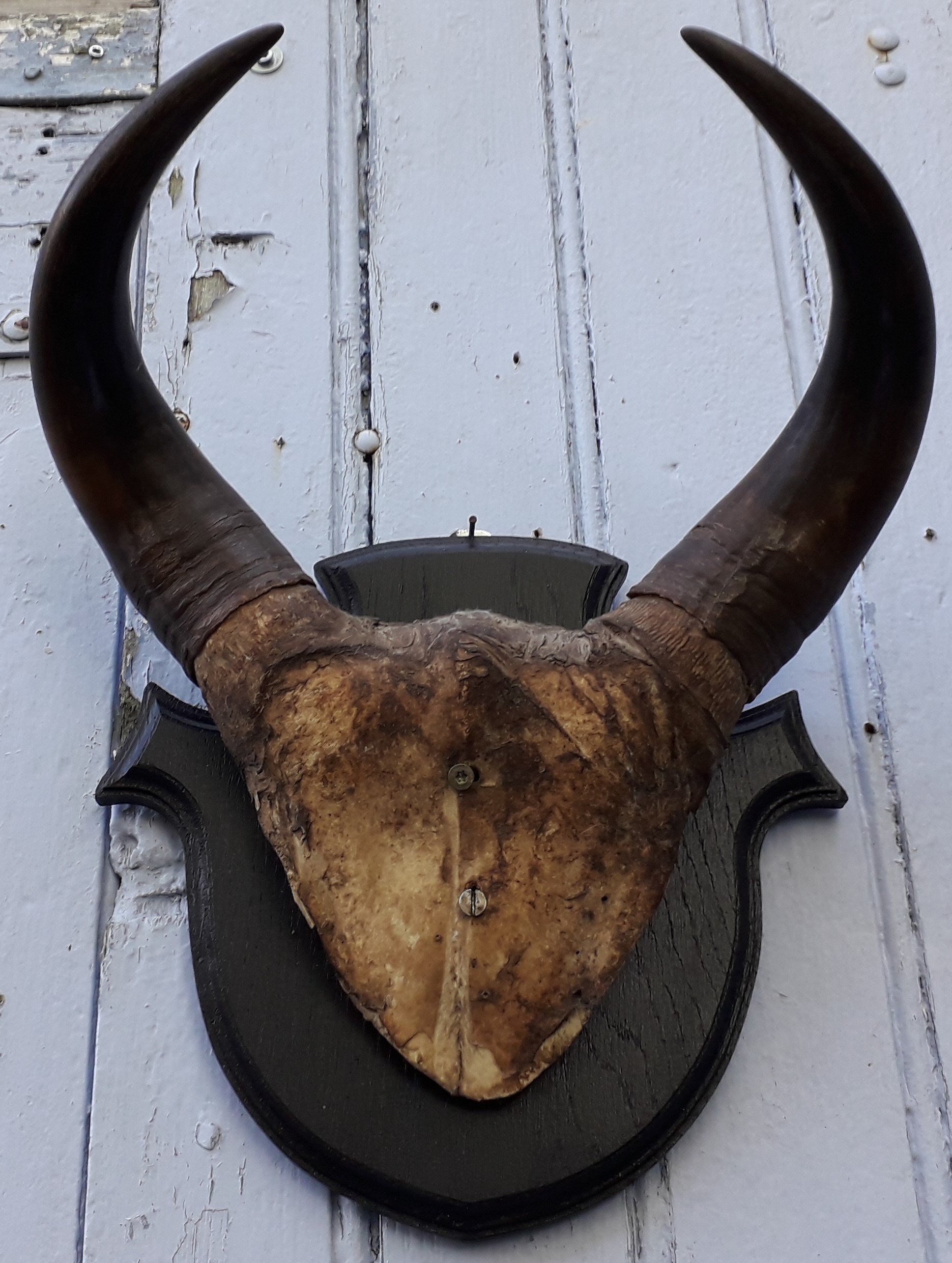 Trophée Massacre de Buffle