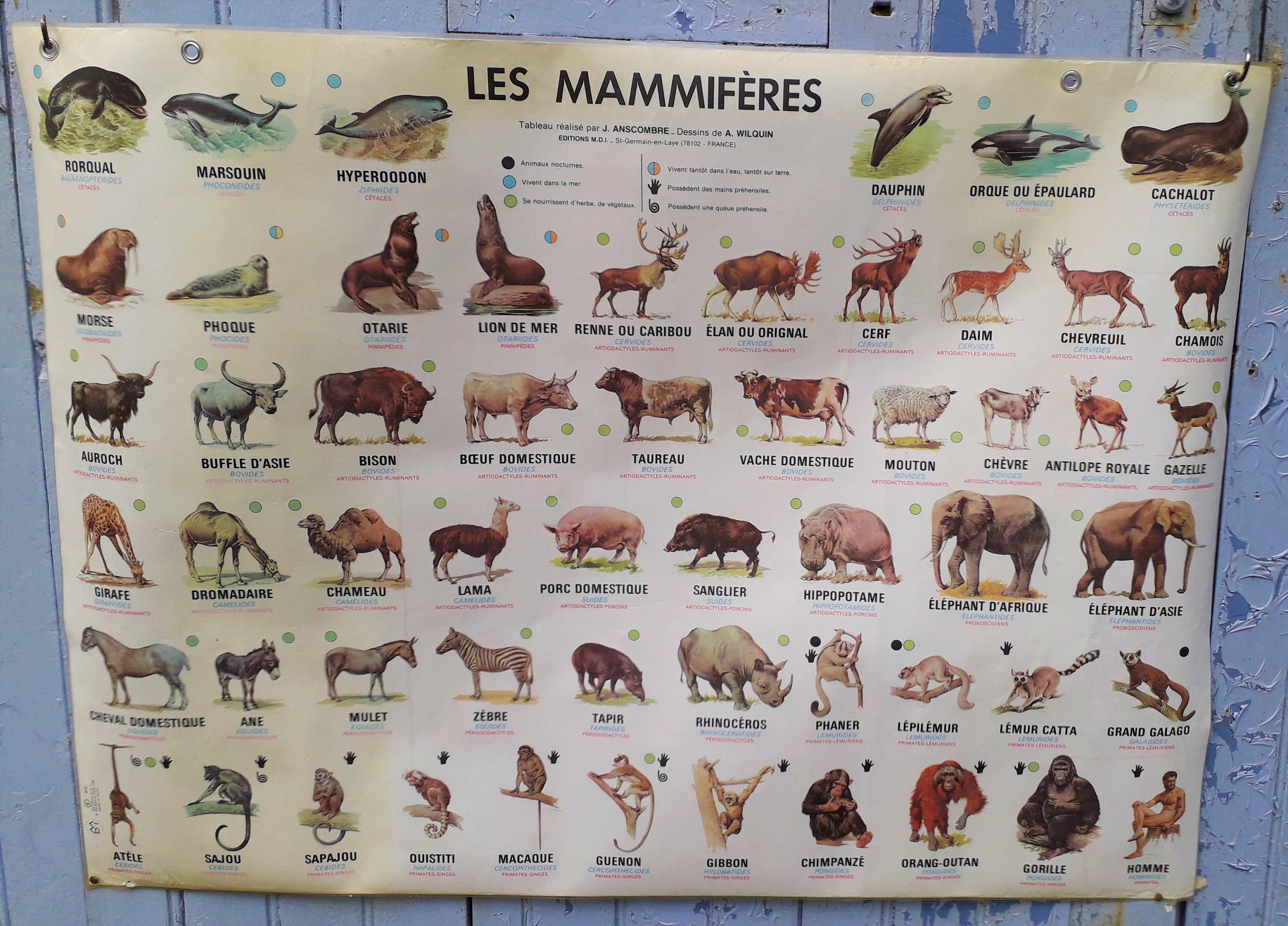 Affiche Scolaire Mdi Les Mammifères 1976