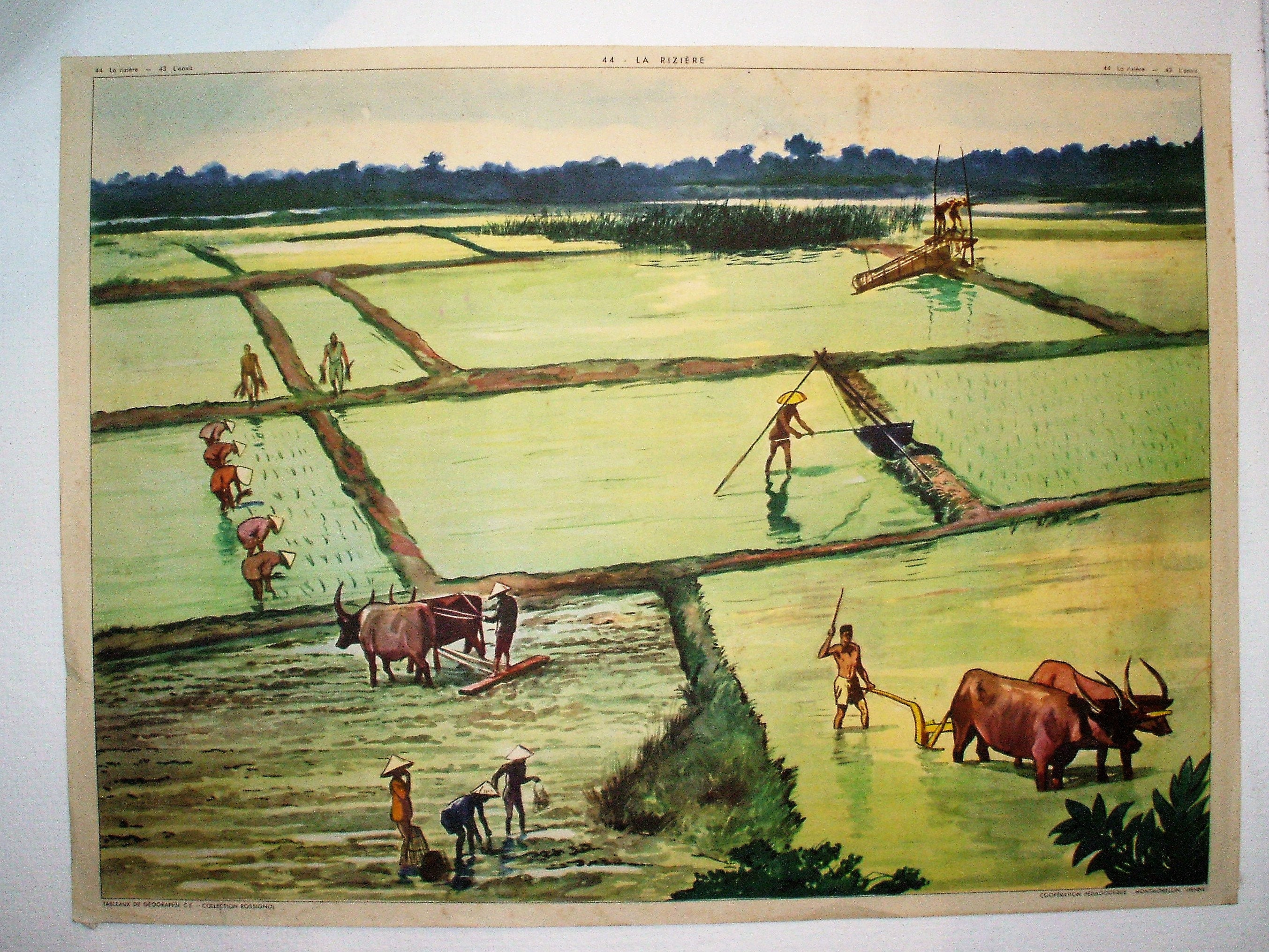 Affiche Scolaire La Rizière/L'oasis