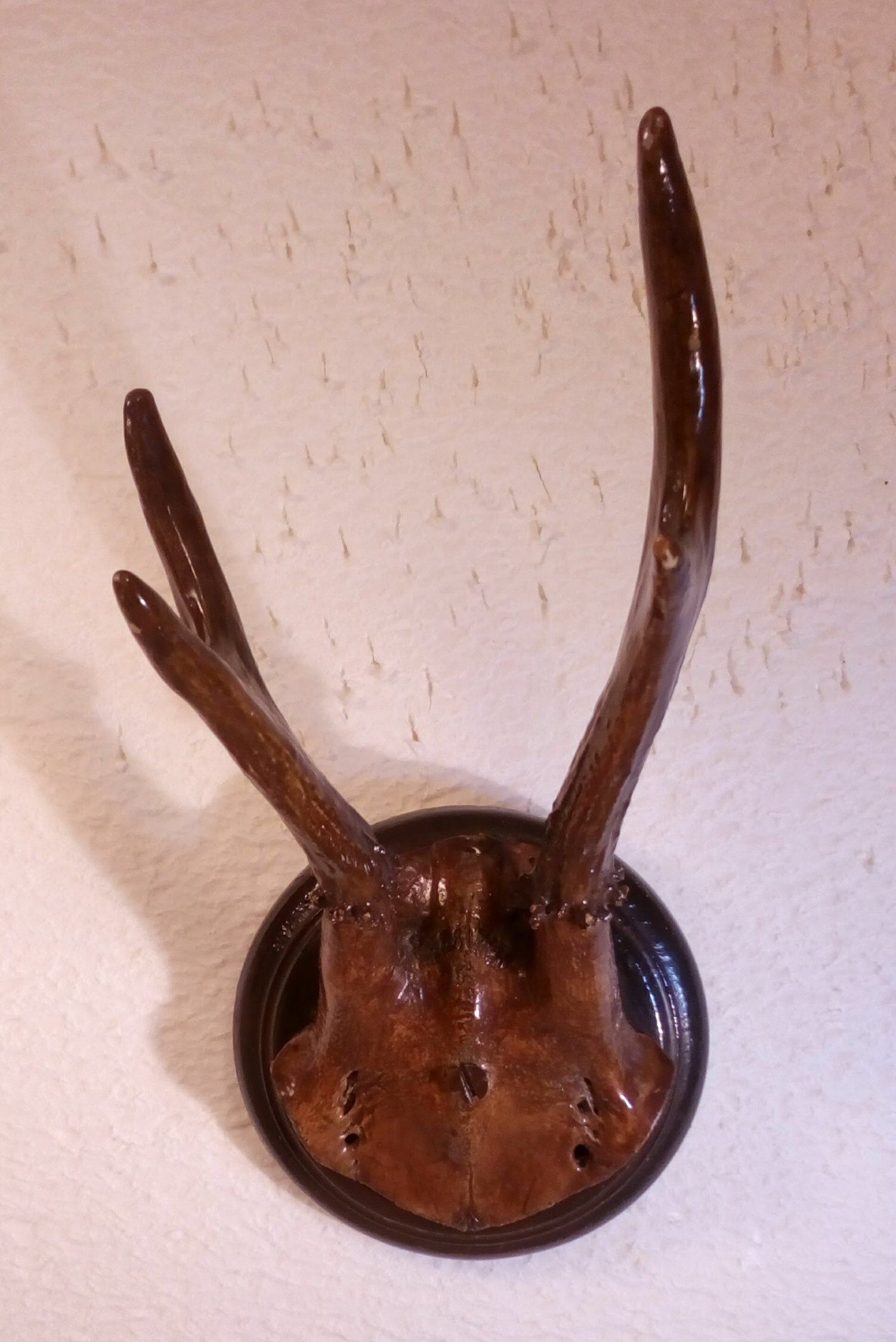 Massacre, Trophée, Chevreuil