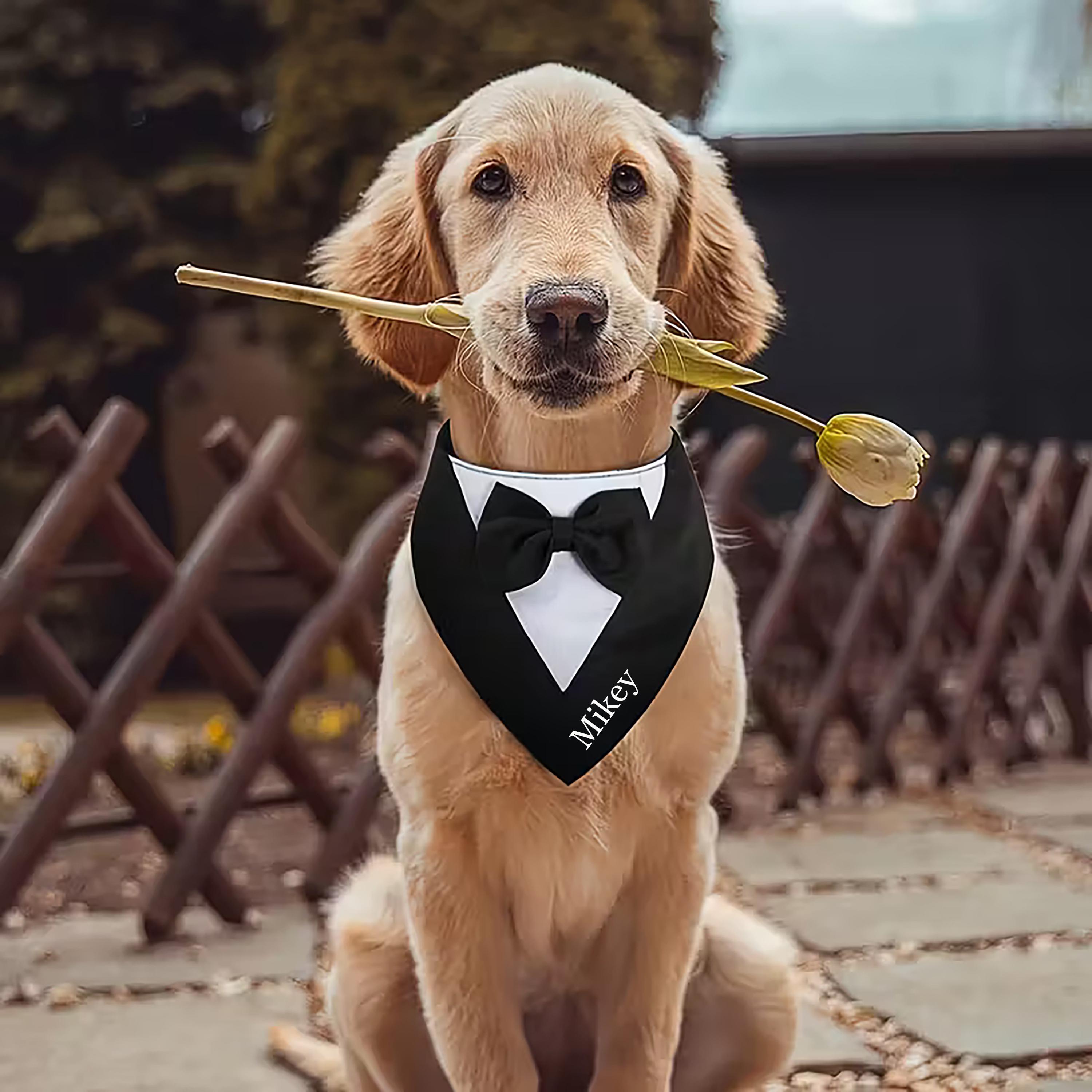 Dog Bandana Funeral UK