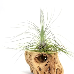 Tillandsia Filifolia Air Plant // Hello Tilly Airplant