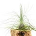 see more listings in the Air Plants section