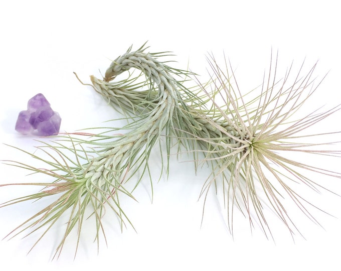 Tillandsia Funckiana Air Plant (large) // Hello Tilly Airplant Etsy