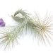 see more listings in the Air Plants section