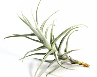 Tillandsia Paleacea Air Plant | Hello Tilly Airplant