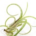 see more listings in the Rare Air Plants section