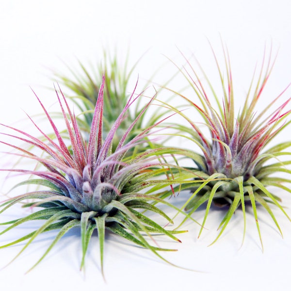 Tillandsia Ionantha (paquete de 3) / Plantas de aire / Hello Tilly Airplant