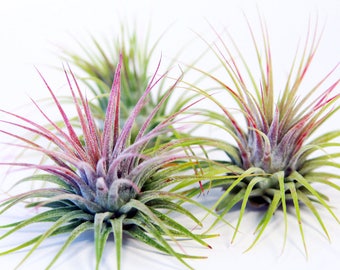 Tillandsia Ionantha (3 Pack) | Air Plants | Hello Tilly Airplant