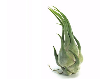 Tillandsia Seleriana Air Plant | Hello Tilly Airplant