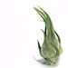 see more listings in the Air Plants section