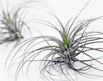 Tillandsia Stricta Black Tip Air Plant // Hello Tilly AirPlant