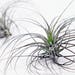 see more listings in the Air Plants section