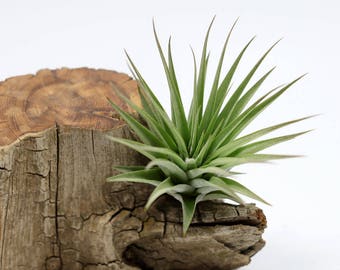 Tillandsia Espinosae | Rare Air Plant | Vriesea Espinosae | Hello Tilly Airplant