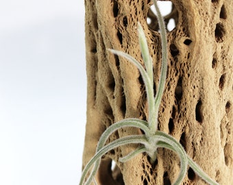 Tillandsia Crocata // Rare Air Plant // Hello Tilly Airplant