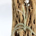 see more listings in the Rare Air Plants section