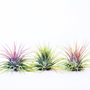Tillandsia Ionantha 3 Pack Air Plants Hello Tilly Airplant image 3