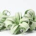 see more listings in the Air Plants section