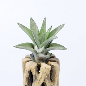 Tillandsia Velutina Air Plant | Hello Tilly AirPlant