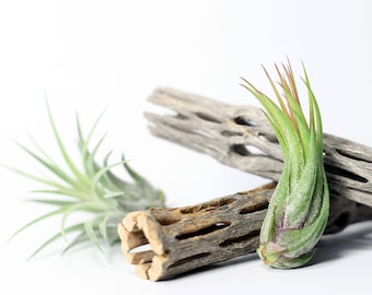 Tillandsia Scaposa Air Plant | Hello Tilly Airplant