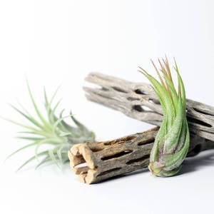 Tillandsia Scaposa Air Plant Hello Tilly Airplant image 1