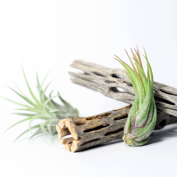 Tillandsia Scaposa Air Plant | Hello Tilly Airplant